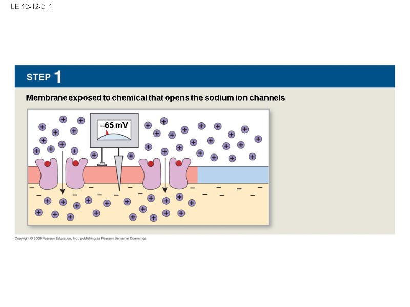 LE 12-12-2_1 Membrane exposed to chemical that opens the sodium ion channels –65 mV